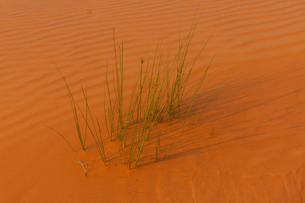 Wüste bei Sonnenaufgang bringt kühnen, orangefarbenen Sand mit einer kleinen Gruppe Wüstengras hervor, das in ras al khaimah in den Vereinigten Arabischen Emiraten wächst. - Foto, Bild