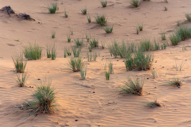Pustynia o zachodzie słońca wydobywa żółty piasek z niewielkimi grupami pustynnej trawy i roślin rosnących po deszczach w Ras al Khaimah, w Zjednoczonych Emiratach Arabskich. - Zdjęcie, obraz