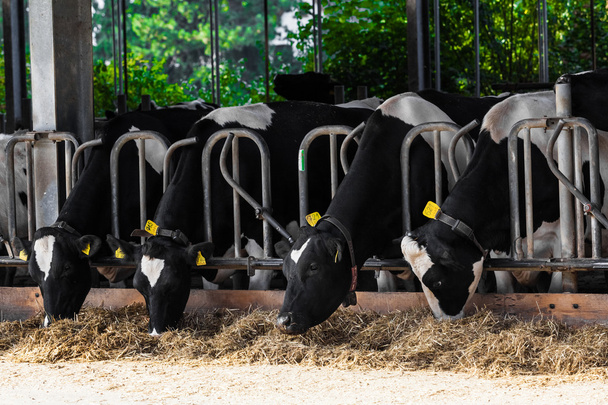 vaches dans une ferme. Vaches laitières dans une ferme. - Photo, image