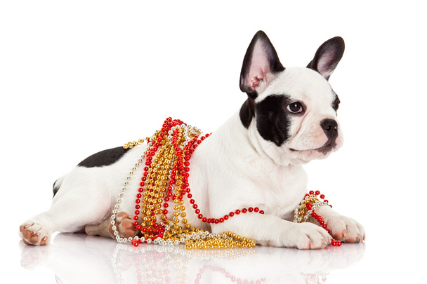 Adorable French Bulldog wearing jewelery on white background. - 写真・画像
