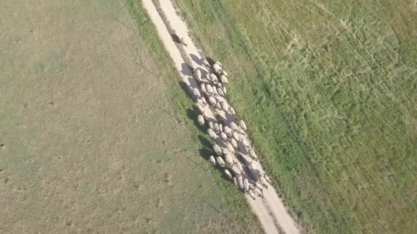 Vídeo aéreo de um grupo de ovelhas brancas andando de uma jarda para outra em uma fazenda. Suffolk ovelhas são guiados por um cão pastor que está por trás deles (Australian Kelpie). Drone de vídeo
. - Filmagem, Vídeo
