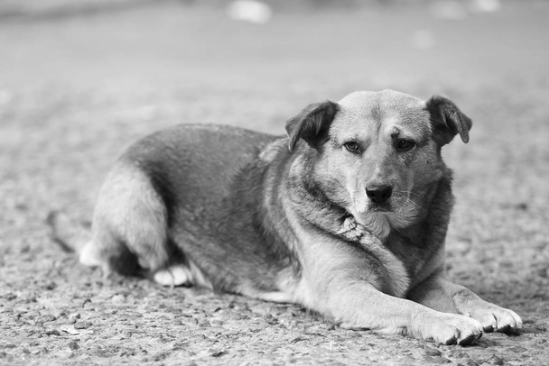 Czarno-białe zdjęcie bezdomnego psa na świeżym powietrzu - Zdjęcie, obraz