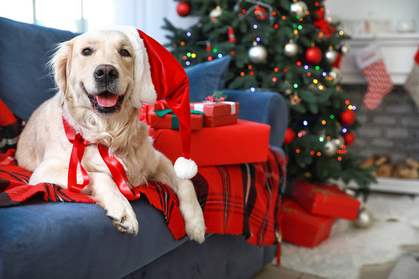 Leuke hond liggend op de bank in kamer ingericht voor Kerstmis - Foto, afbeelding