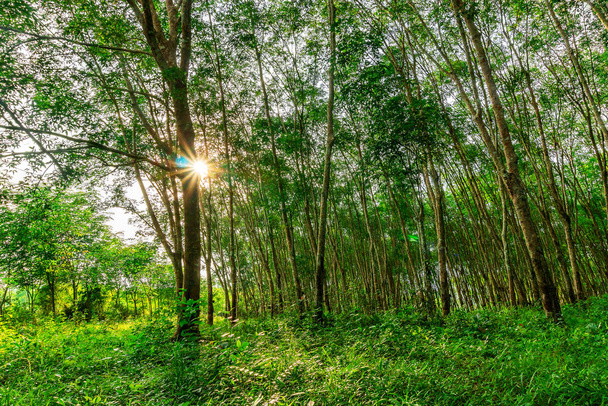 Güney Tayland Lateks kauçuk plantasyon veya para kauçuk ağacı - Fotoğraf, Görsel