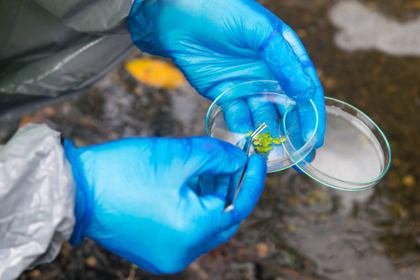 Bir Petri kabının yakınında, büyüyen bitkilerle, laboratuvarda, çevreye yerleştirilmiş bir bilim adamının elleri. - Fotoğraf, Görsel