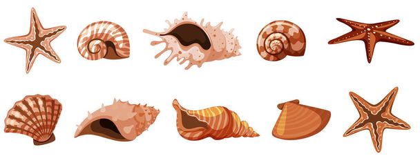 Set of isolated seashells in brown color - Vector, Image