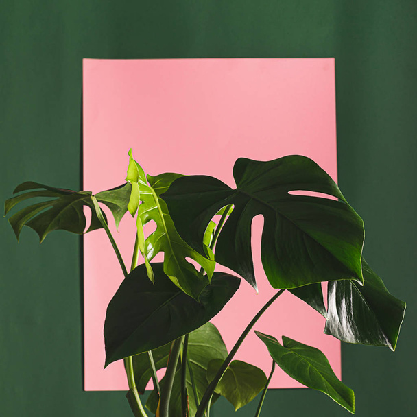 Tropical flower monstera plant with large leaves on a background of green wall. The concept of nature - Zdjęcie, obraz