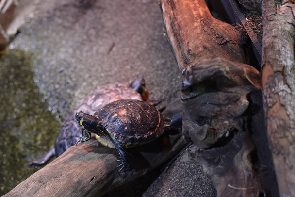 Emys orbicularis или европейский галапаго - это вид черепахи
  - Фото, изображение