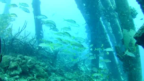coral vida caribe mar Bonaire ilha mergulho subaquático mergulhadores vídeo
 - Filmagem, Vídeo