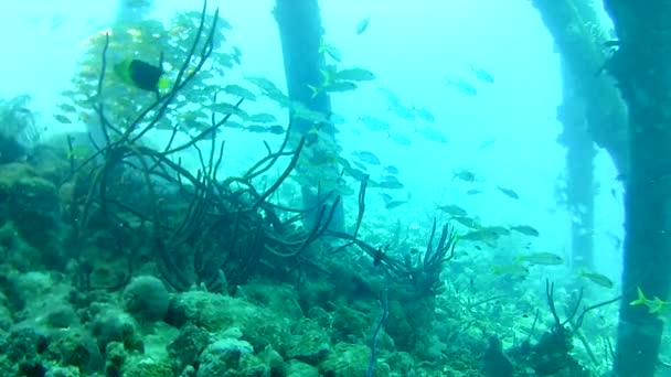 κοραλλιογενή ζωή Καραϊβική θάλασσα Bonaire νησί υποβρύχιες καταδύσεις δύτες βίντεο - Πλάνα, βίντεο