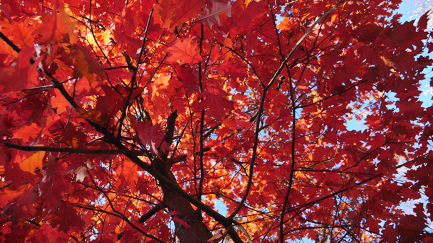 Prachtige esdoorn boom met rode bladeren. Herfstseizoen. - Video