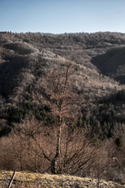 Горы с видом на деревья и поля
 - Фото, изображение