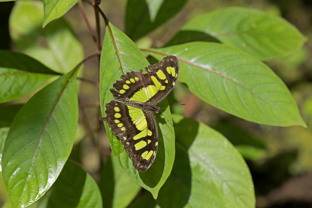 siproeta stelenes vlinder op plant - Foto, afbeelding