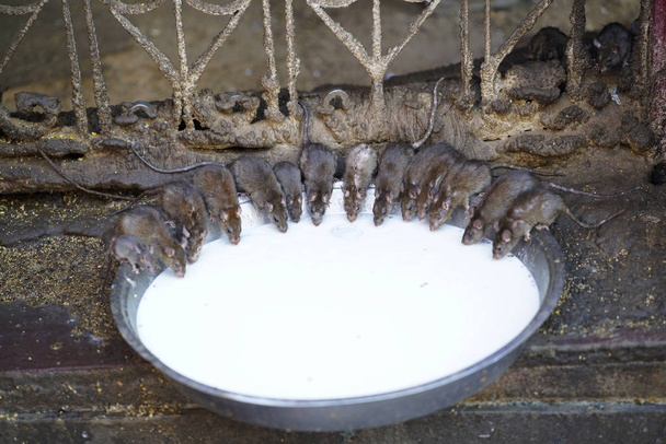 Fareler Rats Temple veya Karani Mata Temple, Deshnok, Bikaner, Rajasthan, Hindistan 'da süt içiyorlar. - Fotoğraf, Görsel