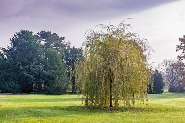 weeping willow in a city park - Photo, Image