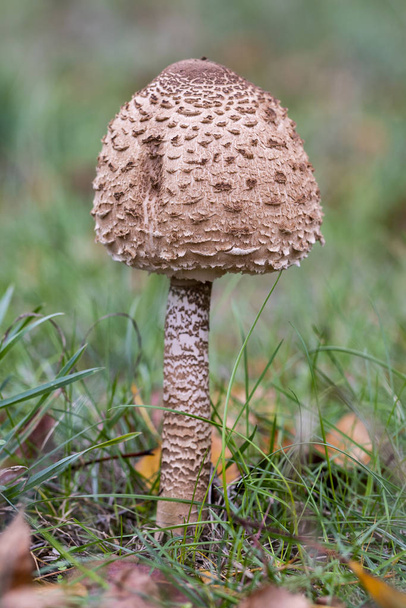 The parasol fungus (Macrolepiota procera), growing in a meadow - Photo, Image