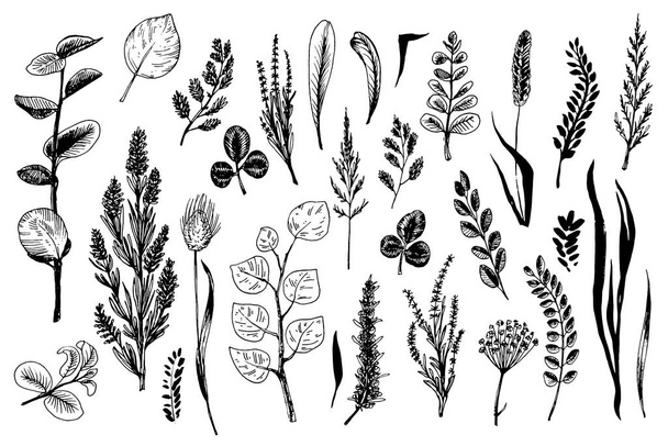 Wild herbs and flowers painted are in engraving style. - Вектор, зображення