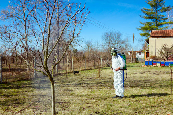 Koruyucu giyimli bahçıvan meyve ağaçları serpiştiriyor. - Fotoğraf, Görsel