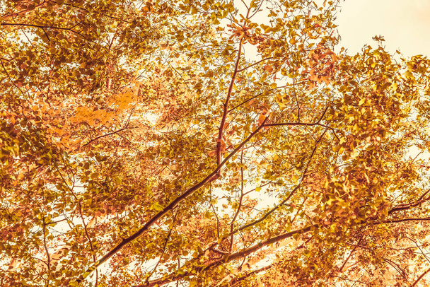 Hermoso paisaje de otoño de fondo, escena de la naturaleza vintage en f
 - Foto, imagen