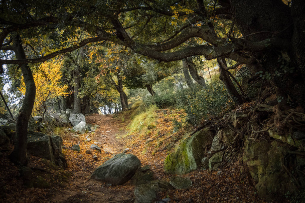 Sentier pédestre à travers un boisé d'automne en Corse
 - Photo, image