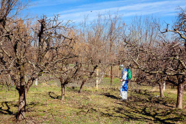 Gärtner mit Schutzanzug bestreut Obstbäume mit l - Foto, Bild