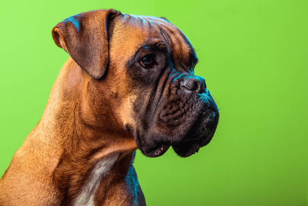 Retrato de perro boxeador lindo en fondos coloridos, verde, espacio de copia
 - Foto, Imagen