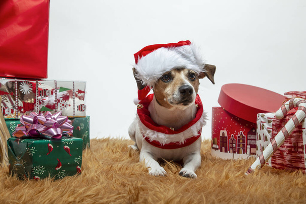 Perro crianza Jack Russell Terrier acostado con Santa sombrero entre los regalos de Navidad sobre fondo blanco. Símbolo Navidad y Año Nuevo 2020
. - Foto, imagen
