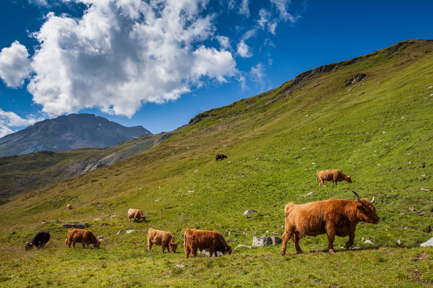 Cattle on pasture in the Alps - Фото, изображение