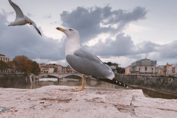 Albatross sits on the parapet of a bridge over the Tiber. Rome, Italy - Фото, изображение
