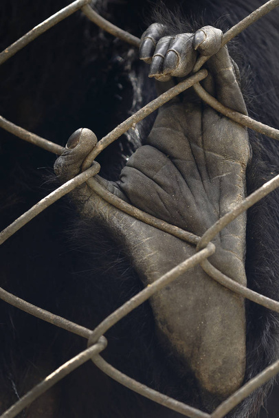 Pata de mono araña (ateles) ayık reja - Fotoğraf, Görsel