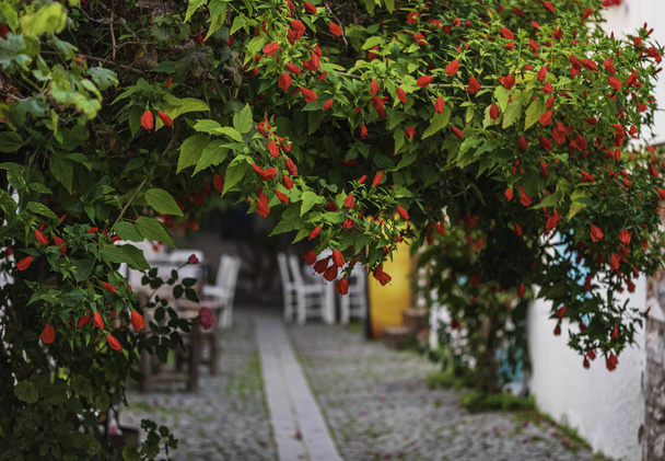 Κοντινή εικόνα του κόκκινου λουλουδιού καμπάνας. Οι δρόμοι Τέος Καλείοι είναι διακοσμημένοι με λουλούδια. - Φωτογραφία, εικόνα