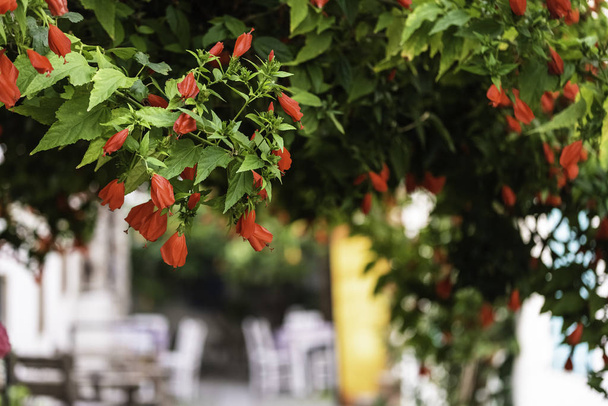 Close-up image of red bell flower. Teos Kaleii streets are decorated with flowers. - Photo, Image