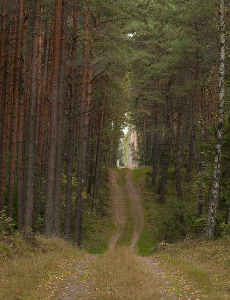Őszi erdő - Fotó, kép