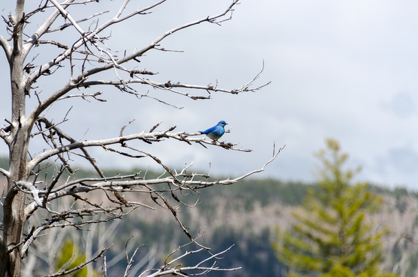 Mountain Bluebird in Yellowstone - Foto, afbeelding