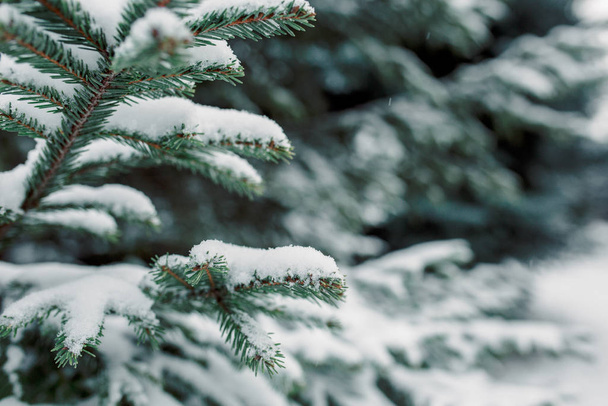 Spruce branches close-up in the snow. Winter postcard, the first snow lies on the branches - 写真・画像