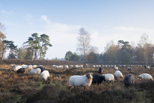 стадо овец рано утром осенний вереск около utrecht в т
 - Фото, изображение