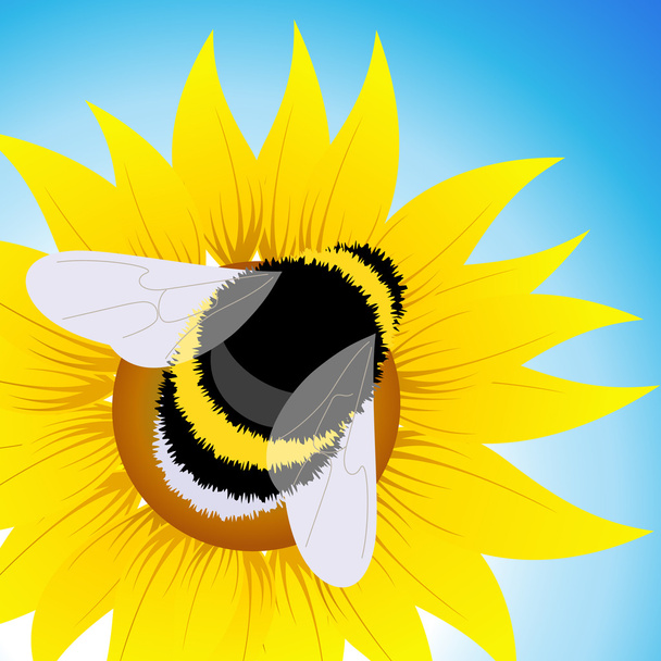 Ayçiçeği üzerinde oturan bumblebee - Vektör, Görsel