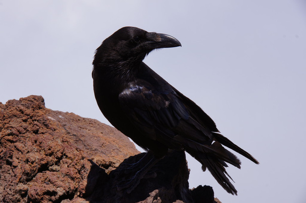 Raven perched on lava rock - Photo, Image