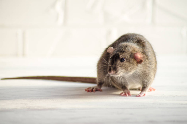 Gris pequeño dumbo rata se sienta y tiene miedo en el suelo blanco con la pared de ladrillo, huele el aire, símbolo del nuevo año 2020
 - Foto, Imagen