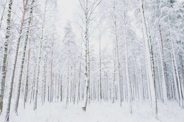 Fabulous winter landscape, Christmas trees in the snow, cold, sn - 写真・画像