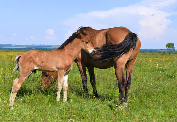 A foal with a mare on a summer pasture in a rural landscape. - Photo, Image