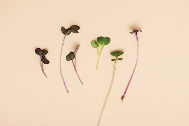 Mikro-Grünsprossen von Erbsen - Foto, Bild