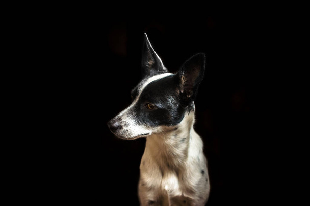 Portrait of a dog on a black background. Basenji sternly looks away - Фото, изображение