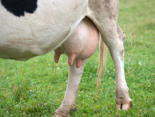 Коровье вымя
 - Фото, изображение