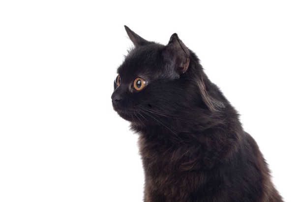 Adorable chat persan noir
  - Photo, image