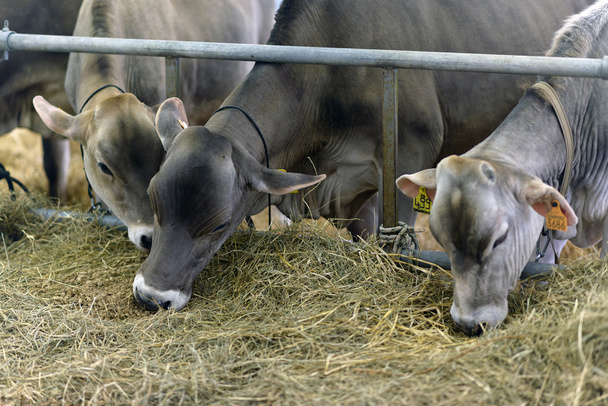 koeien - Foto, afbeelding