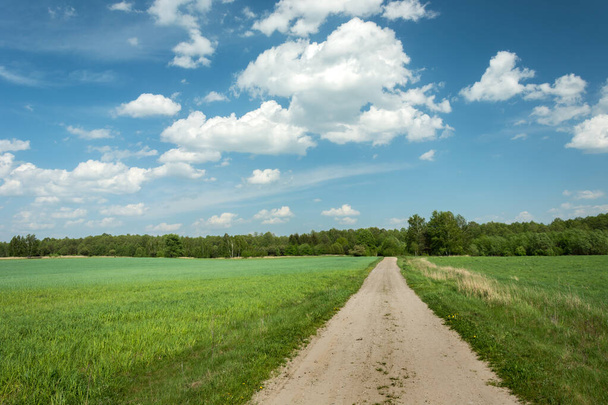 Straight road through green fields to the forest - Zdjęcie, obraz