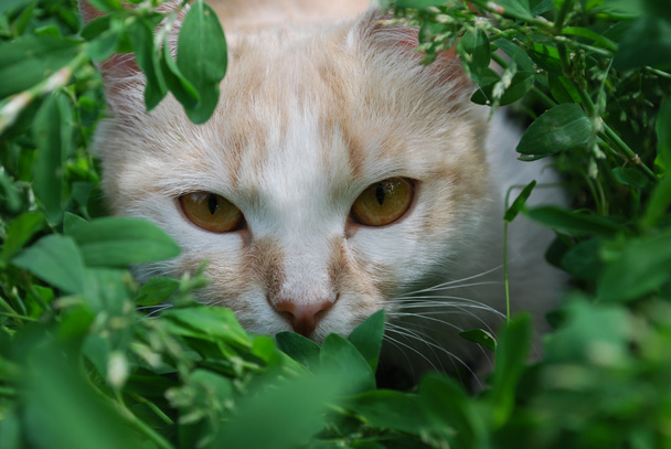 oranžová kočka skrývající se v trávě - Fotografie, Obrázek