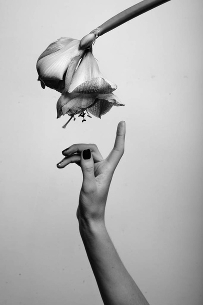 Ruka se dotýká květiny na šedém pozadí - Fotografie, Obrázek