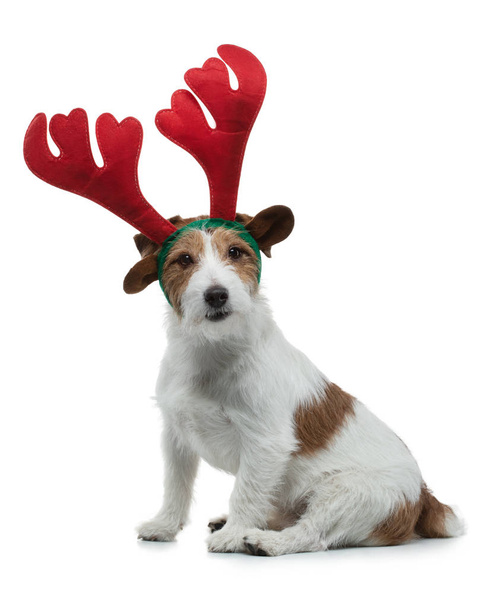 Jack Russell Terrier in New Years horns. Christmas pet. holiday animal - Фото, зображення